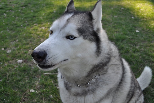 梦见狗扑怀里 梦见狗扑怀里