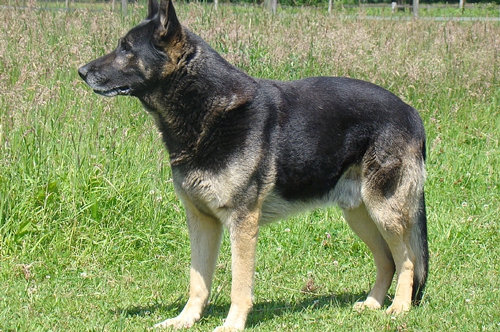 梦见敲晕了狗 梦见敲晕了狗