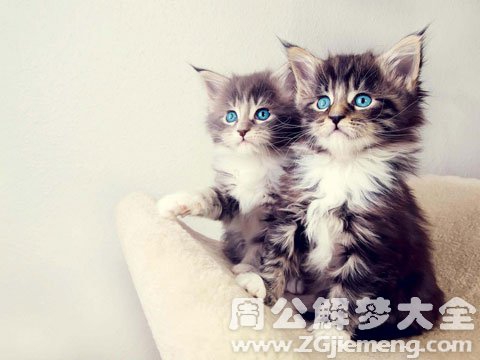 孕妇梦到猫.jpg 孕妇梦见猫.jpg