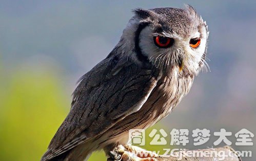 孕妇梦见猫头鹰 孕妇梦见猫头鹰