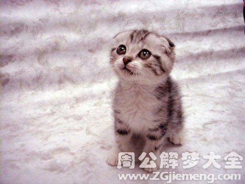 怀孕梦见猫.jpg 怀孕梦见猫.jpg