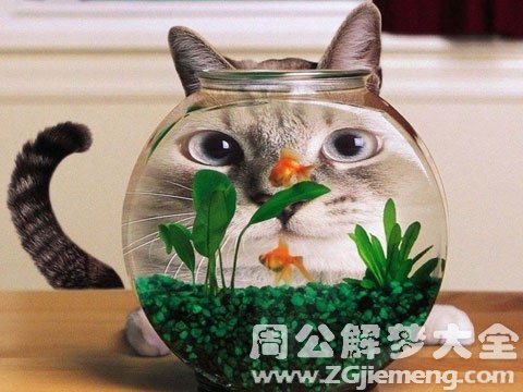 孕妇梦见猫吃鱼.jpg 孕妇梦见猫吃鱼.jpg