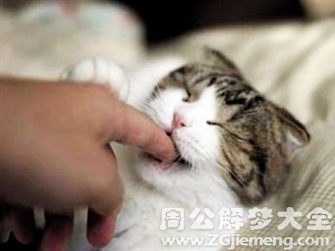 孕妇梦见猫咬自己.jpg 孕妇梦见猫咬自己.jpg