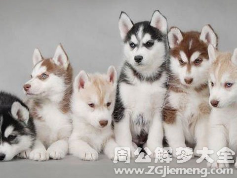 梦见自己怀孕被狗咬.jpg 梦见自己怀孕被狗咬.jpg