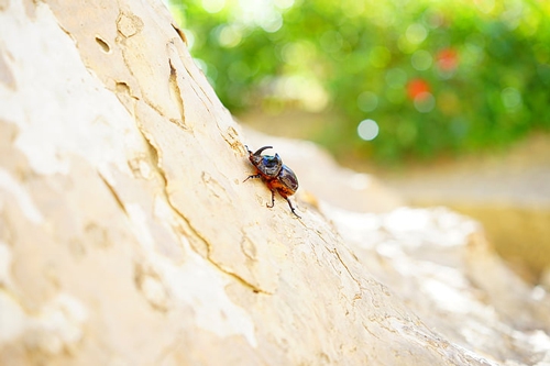 梦见熟的糯米里有虫子 梦见熟的糯米里有虫子