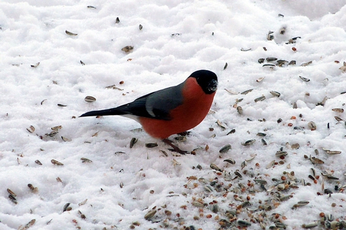 梦见鸟饿死了 梦见鸟饿死了