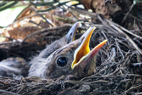梦见鸟被杀了还能走 梦见鸟被杀了还能走