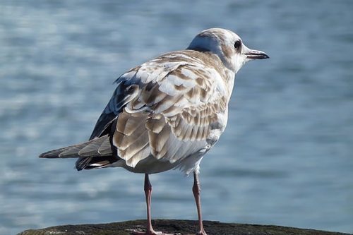 梦见自己可以像鸟一样飞 梦见自己可以像鸟一样飞