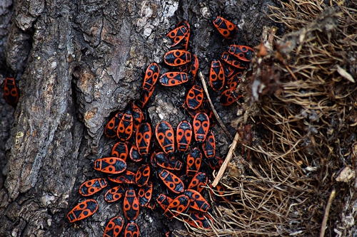 梦见脚上泥巴虫子 梦见脚上泥巴虫子