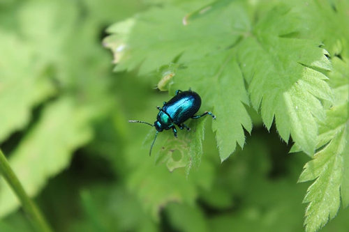 梦见别人捉虫子 梦见别人捉虫子