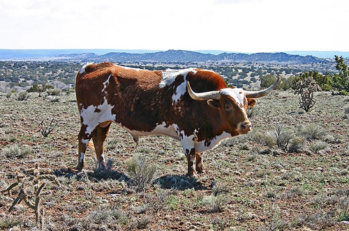 梦见一个角的牛 梦见一个角的牛