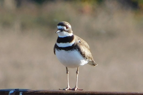 梦见别人用弹弓打了两只鸟 梦见别人用弹弓打了两只鸟