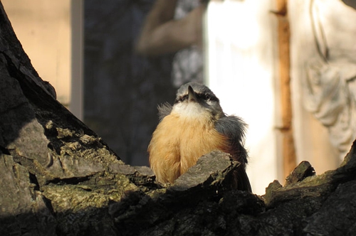 梦见死老鼠变成鸟 梦见死老鼠变成鸟
