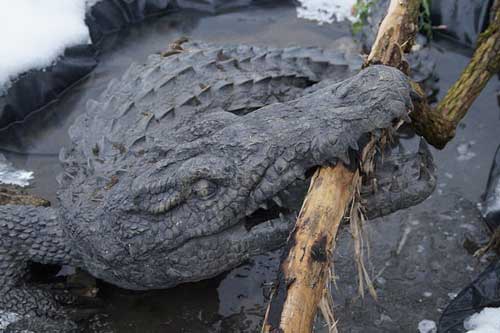 被鳄鱼咬 被鳄鱼咬