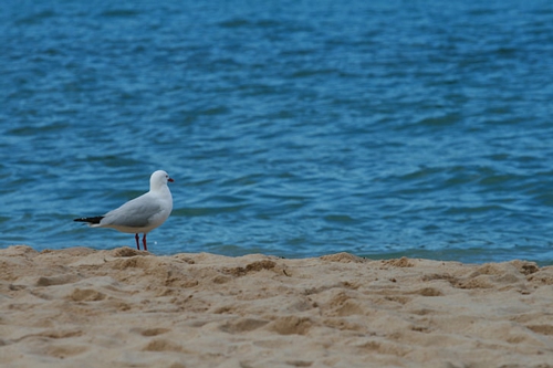梦见鸟没尾巴 梦见鸟没尾巴