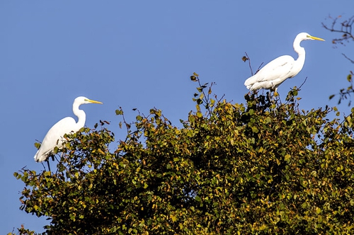 梦见怪鸟追自己