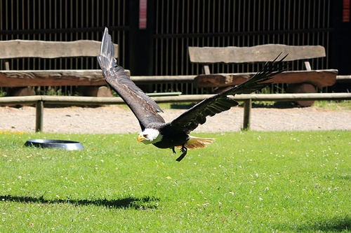 梦见很大的鸟没长毛 梦见很大的鸟没长毛