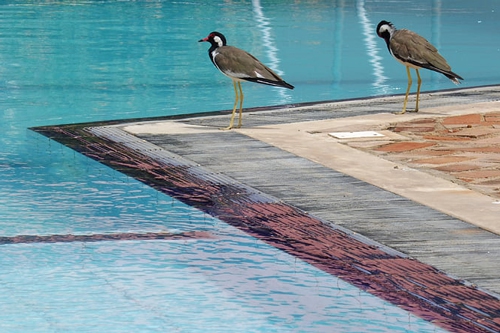 梦见被子上有鸟屎 梦见被子上有鸟屎