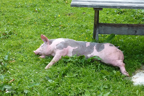 梦见家里猪马牛