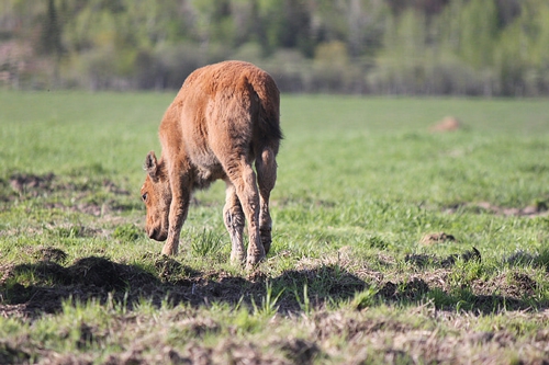 梦见牛被水淹死 梦见牛被水淹死