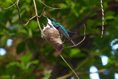 梦见两只飞翔的鸟