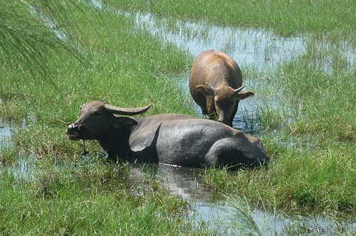 梦见牛掉沟里 梦见牛掉沟里
