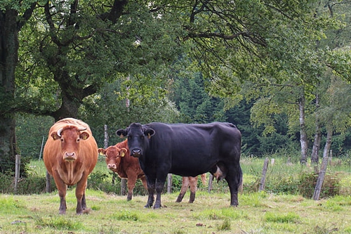 梦见别人杀牛血溅 梦见别人杀牛血溅