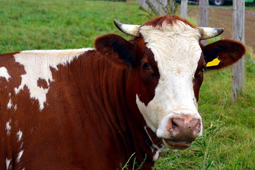 梦见狼和牛 梦见狼和牛