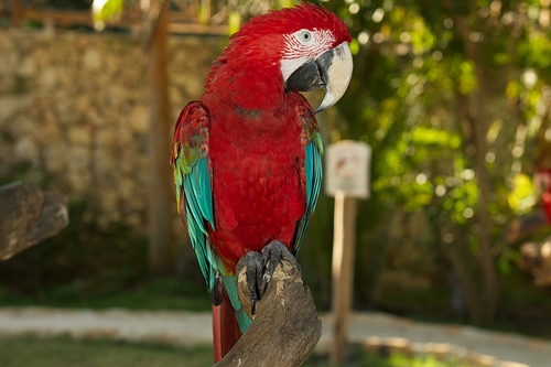 梦见抓住红色的鸟 梦见抓住红色的鸟