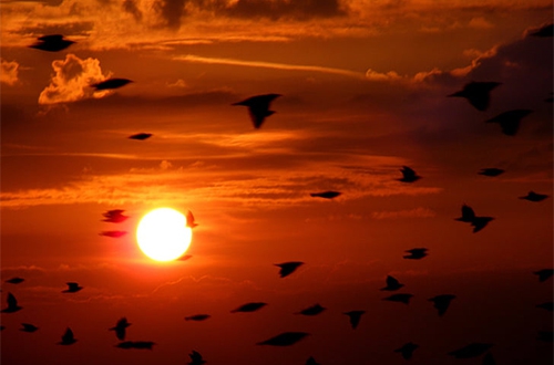 满天的鸟 满天的鸟