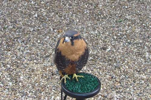 梦见好多小黑鸟 梦见好多小黑鸟