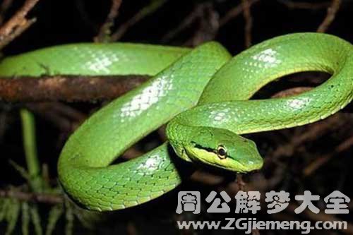 孕妇梦见蛇咬出血了