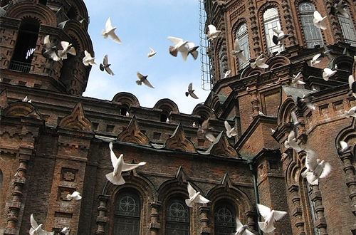 白色鸽子 白色鸽子