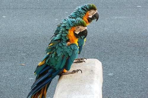 梦见屋里有很多鸟 梦见屋里有很多鸟