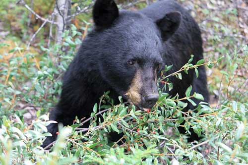 女人梦见黑熊 女人梦见黑熊