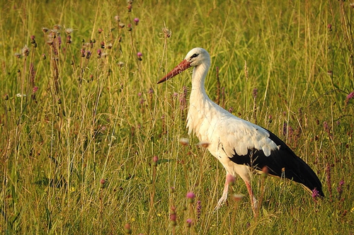 梦见两对鸟在床头打窝