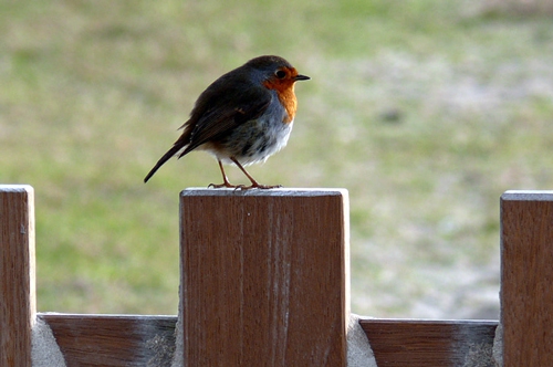 梦见鸡鸟在笼中打 梦见鸡鸟在笼中打