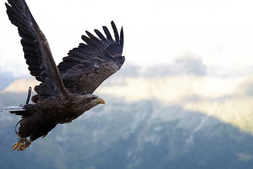 梦见很多鸟在后背 梦见很多鸟在后背